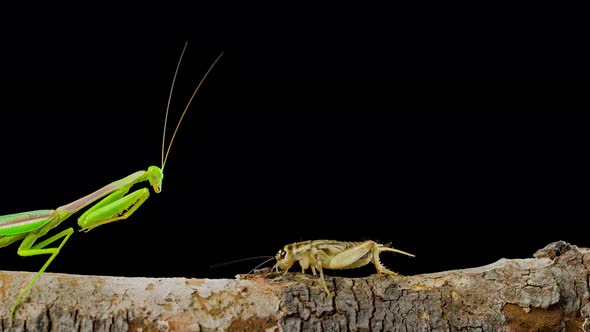 Macro shot of a Praying Mantis catching a cricket