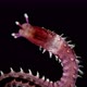Polychaeta worm under a microscope - VideoHive Item for Sale