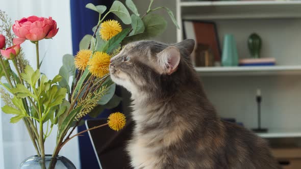 Cat Sniffing Flowers on Table in Living Room