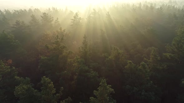 Flying Towards the Sun Rays, Fabulous Morning Sunrise Aerial Shot, Pine Tree Tops and Branches Lit