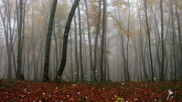 Rain against a forest