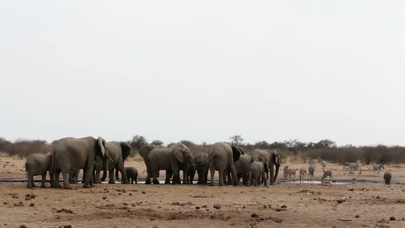 Elephants drinking at waterhole, Hwange, Africa wildlife