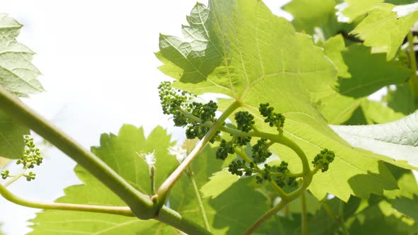 Green Vitis plant with tiny fruit against blue sky 4K 2160p 30fps UltraHD footage - Plantation of yo