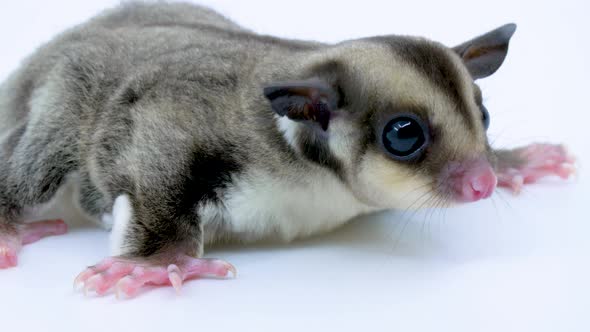 Close-up baby sugar glider nervous on a white studio background