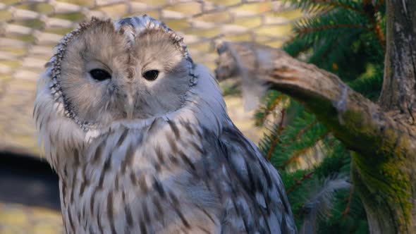 Close up of Ural owl face, black eyes searching for a prey, inside a cage - Strix Uralensis - still