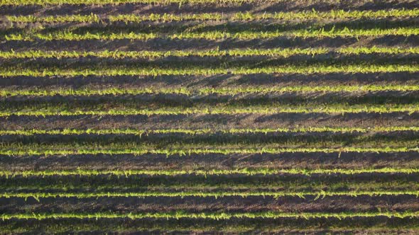 Aerial View of Vineyards Field Plantation on Sunset