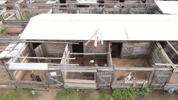 Aerial View of a Shelter for Stray Dogs.