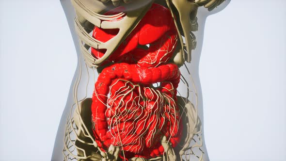 Detailed Human Digestive System Anatomy alt