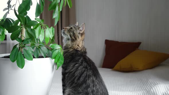 Little Gray Cat Sitting Near of Green Potted Houseplant Schefflera Compacta at Home and Playing