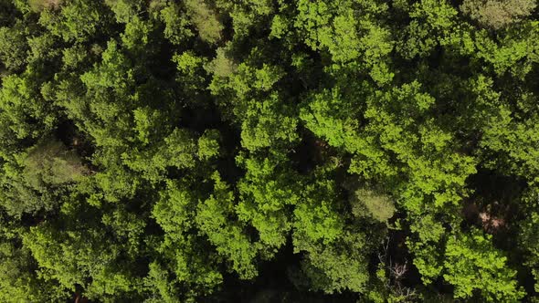 Aerial top view of summer green trees in forest background, Caucasus, Russia.