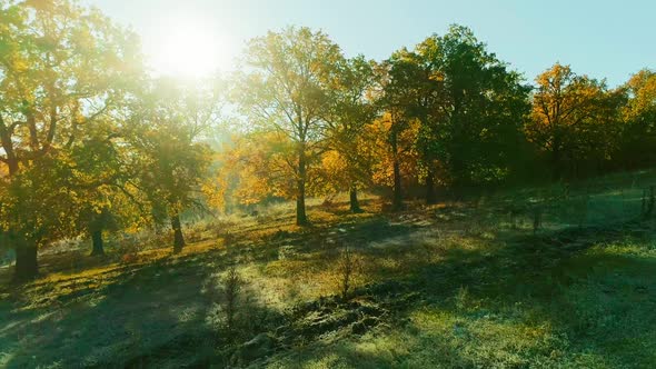 Aerial Video of Autumn Forest on Sunny Frosty Morning