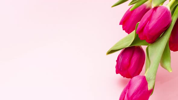 Bouquet of Juicy Beautiful Tulips on a Pastel Pink Background with Copy Space