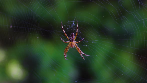 European garden spider on orb web over green