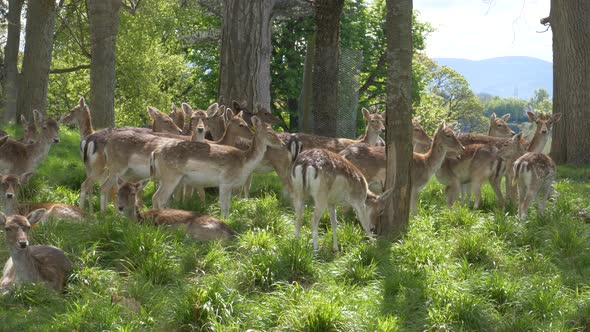 Herd of Deer relaxing under the tree shade in the forest of Dublin, Ireland