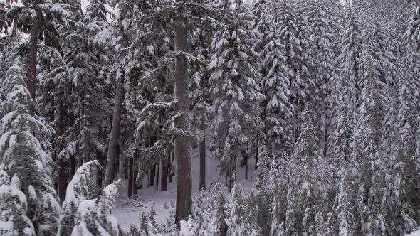 Moving Past Snowy Woods