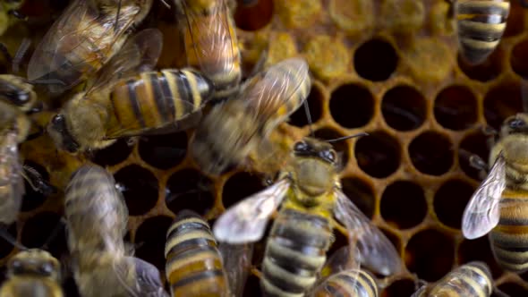 Bees on Honeycombs Make Honey