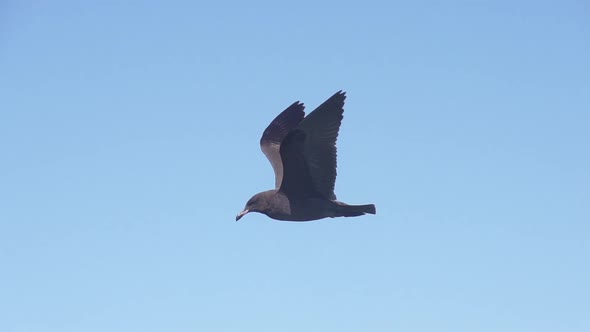 Seagull Flying Slow Motion