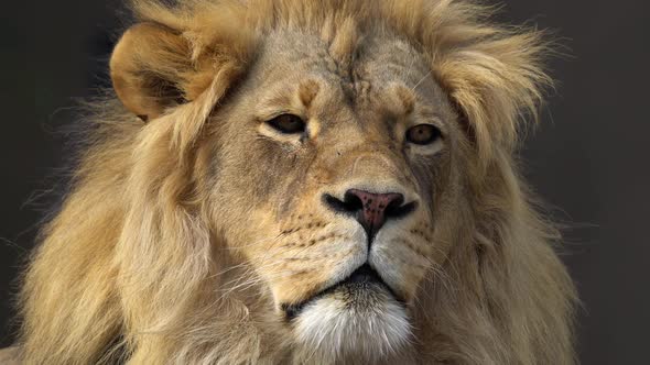 Adult Male Lion up close view