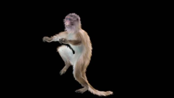 Monkey Dance HD alt