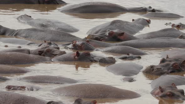 Hippos in a lake in Serengeti National Park Tanzania - 4K