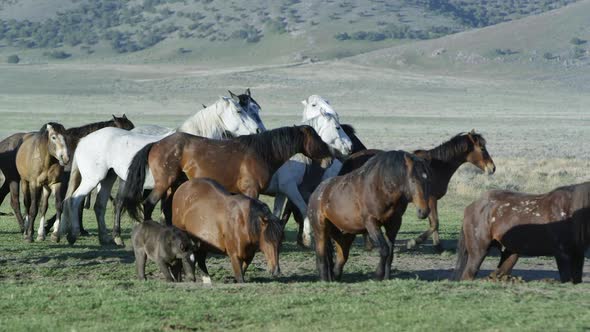 Small group of wild horses moving together across the vast landscape