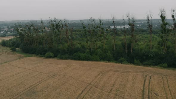 View of forest and field in Kolbudy, Kaszubia, pomorskie, Poland