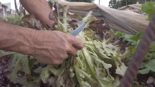 A strong man harvesting lettuce from the ground on rich soil. The lettuce has a dark aspect indicati