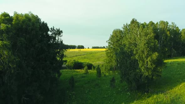 Forest on the background of yellow field