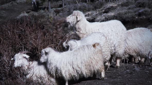 Group of Sheep eating a Bush in Patagonia, Argentina, South America.