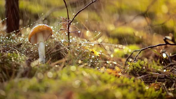 Amanita Muscaria, Fly Agaric Mushroom In a Sunny Forest in the Rain.