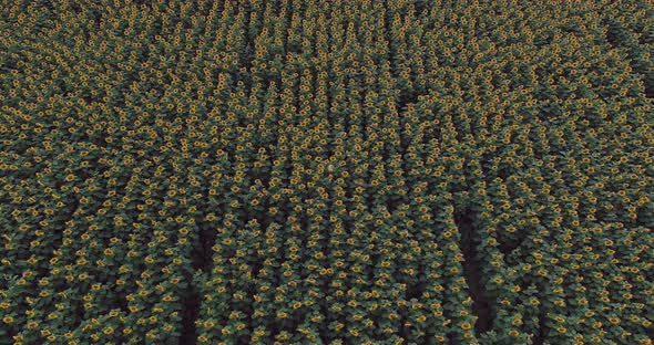 Field with Sunflowers