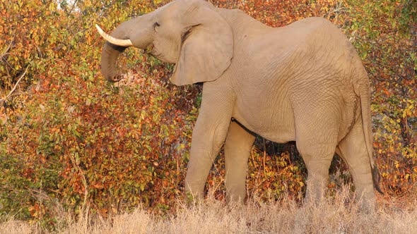 Feeding African Elephant