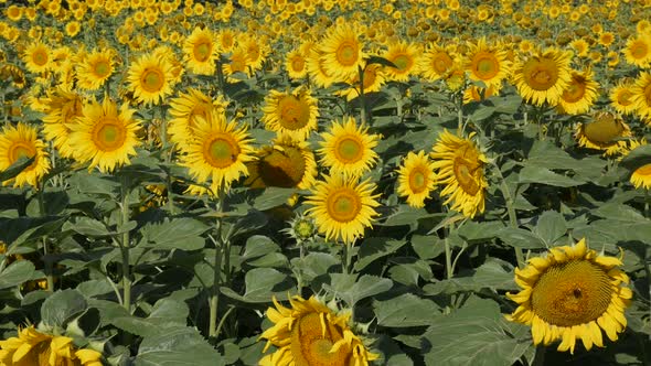 Helianthus annuus plant  field by the day slow motion video