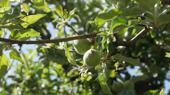 Close-up of Malus pumila tree branches   4K 2160p 30fps UltraHD footage - Apple fruit orchard agains