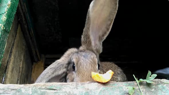 Gray rabbit bunny, big ears