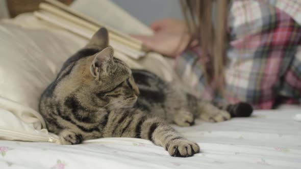 Young tabby cat shares bed with owner reading a book wide shot