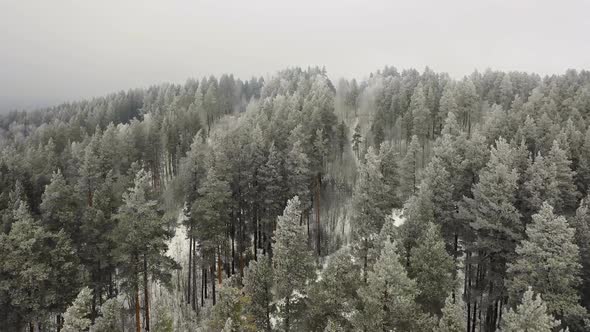 Drone Flyght Over Winter Pine Forest in Mountains