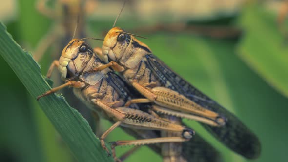 Epic macro footage showing mating pair of grasshoppers hanging on green plant in nature.