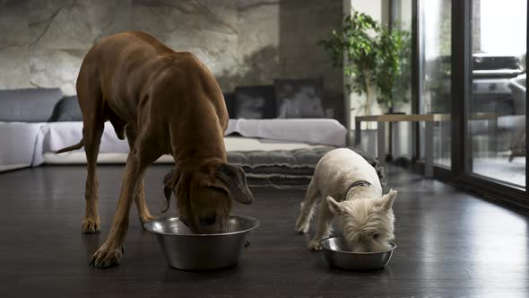Two different dogs eating from bowls on floor of modern apartment.