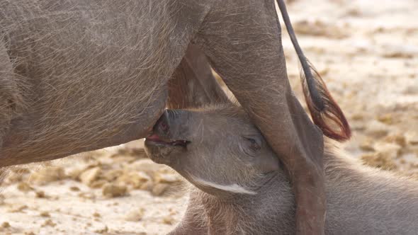 Warthog baby drinking milk from his mom 