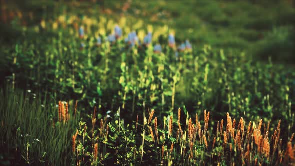 Field with Green Grass and Wild Flowers at Sunset alt