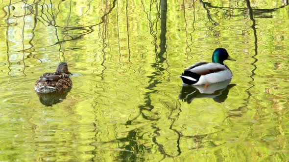 Ducks Swim on Lake Close Up 