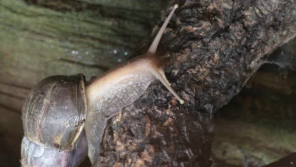 Giant Snail Crawling in a Terrarium