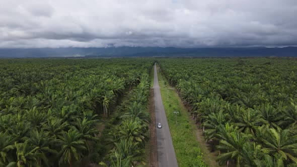 Panoramic aerial view of palm trees on a palm oil plantation in Costa Rica