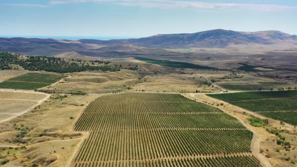 Aerial View of Mountain Vineyard in Crimea