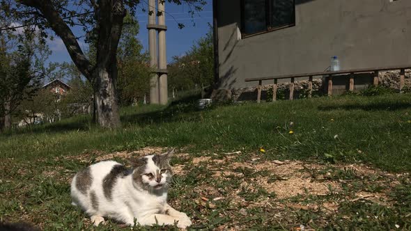 Feline and white puppy  outdoor  slow-mo close-up 1920X1080 HD footage - Tension  between  little do