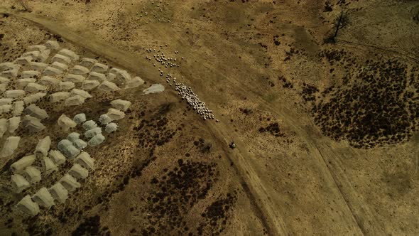 A Herd of Sheep Driven By a Shepherd in an Arid Region