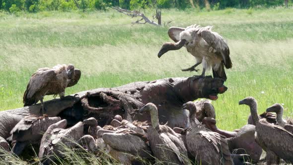 White Backed Vultures Feeding On A Dead Hippopotamus On The Green Grassland In Botswana - Closeup Sh