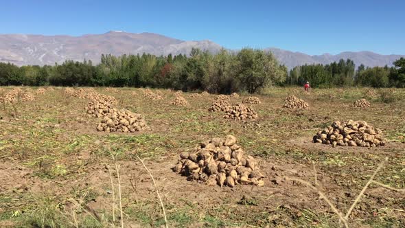 Heap Of Harvested Sugar Beet By Field In Autumn