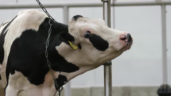 White Pointed Cow Swallows and Stretches His Head Forward at Farm